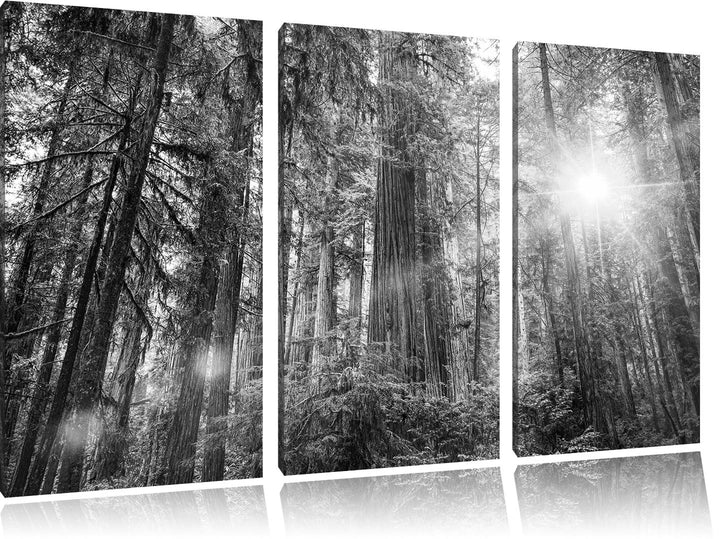 Pixxprint Wald bei Sonnenlicht / 3-Teilig/Gesamtmass 120cm Leinwandbild bespannt auf Holzrahmen/Wand