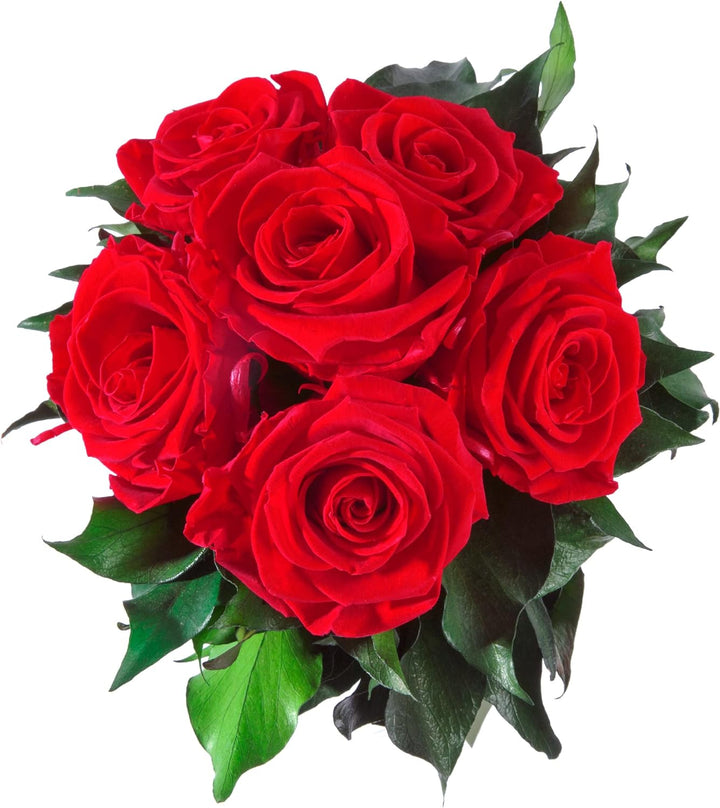 ROSEMARIE SCHULZ Heidelberg Rosenstrauss präpariert 6 Infinity Rosen rot