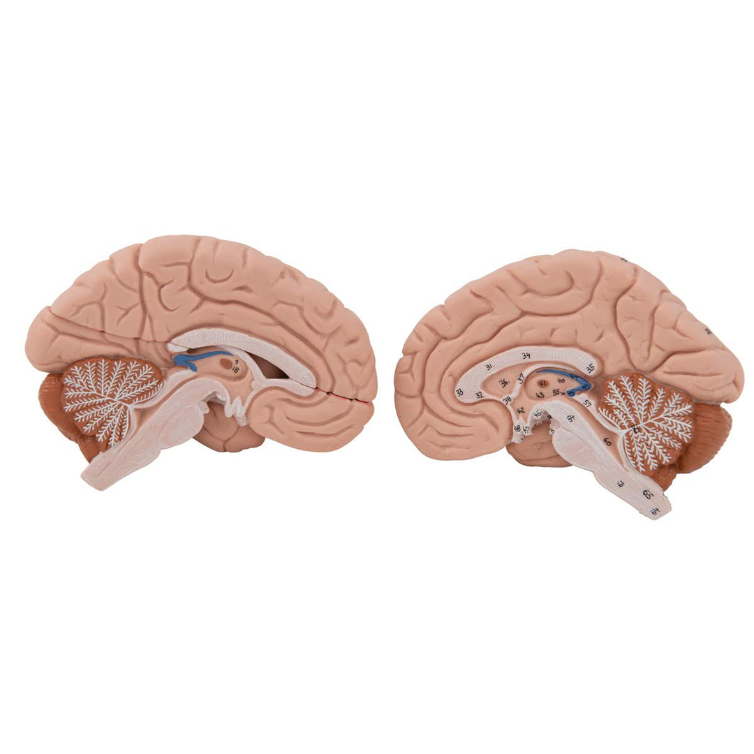 3B Scientific C05 Kopf- und Halsmuskulatur, 5-teilig + kostenlose Anatomie App - 3B Smart Anatomy