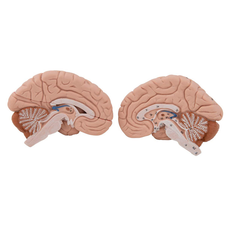 3B Scientific C05 Kopf- und Halsmuskulatur, 5-teilig + kostenlose Anatomie App - 3B Smart Anatomy