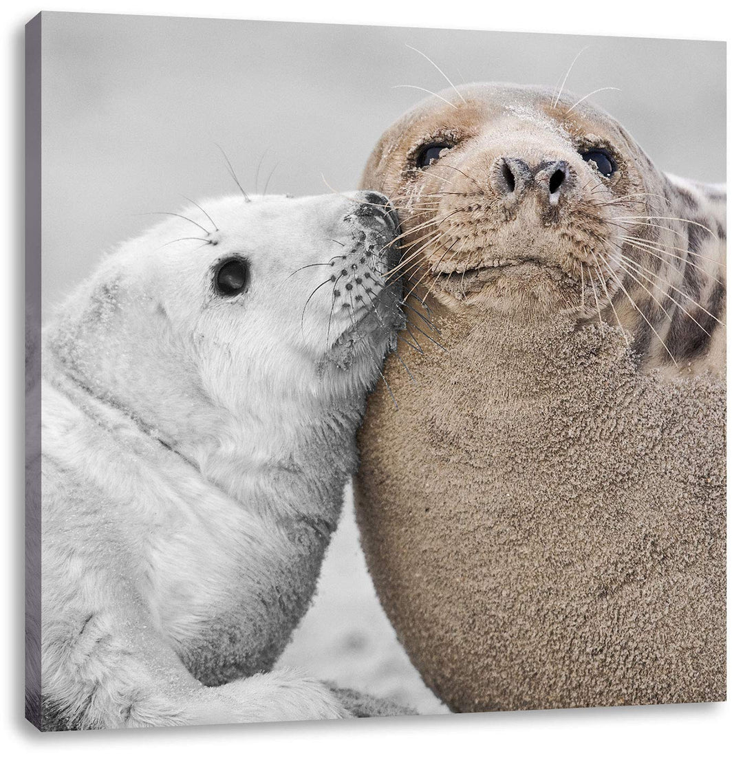 Pixxprint süsse Robben schmusen als Leinwandbild Quadratisch/Grösse: 70x70 / Wandbild/Kunstdruck/fer