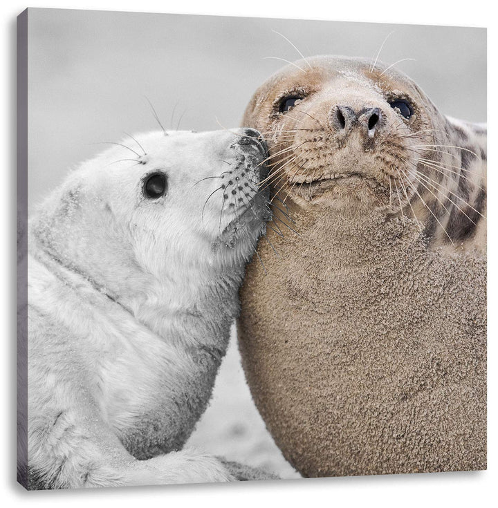 Pixxprint süsse Robben schmusen als Leinwandbild Quadratisch/Grösse: 70x70 / Wandbild/Kunstdruck/fer