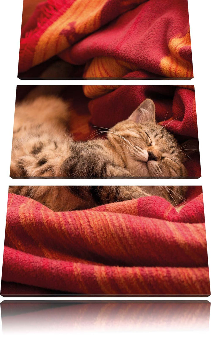 Pixxprint Babykatze als Leinwandbild/Grösse: 3 Teilig (120x80) cm/Wandbild/Kunstdruck/fertig bespann