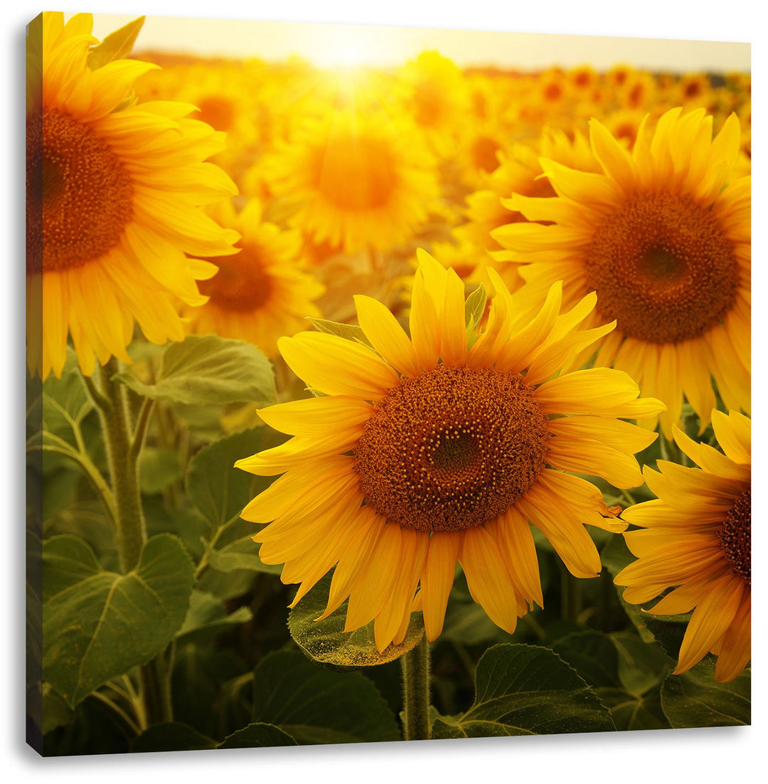 Sonnenblumen auf dem Feld, Format: 70x70 auf Leinwand, XXL riesige Bilder fertig gerahmt mit Keilrah