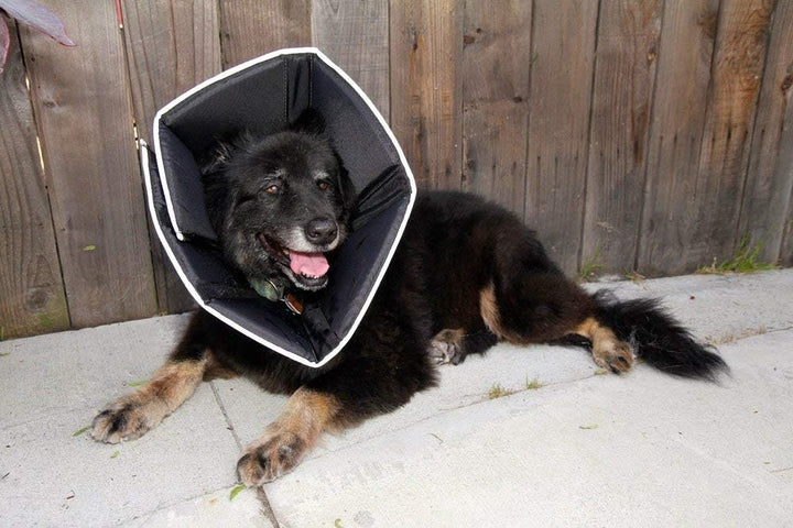 All Four Paws „The Comfy Cone“ Halskrause für Haustiere, Small Small Schwarz, Small Schwarz