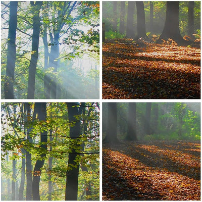 Wandbilder Dekoration Wohnzimmer Wald Blätter Sonne Panorama Bilder auf Leinwand 120x50cm Leinwandbi