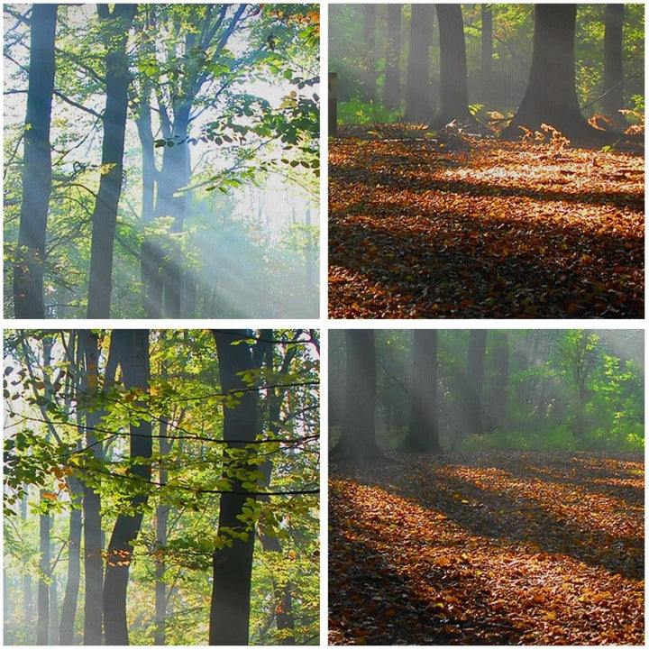Bilder auf Leinwand 100x70cm Leinwandbild mit Rahmen Wald Blätter Sonne Gross Wanddeko Bild Schlafzi