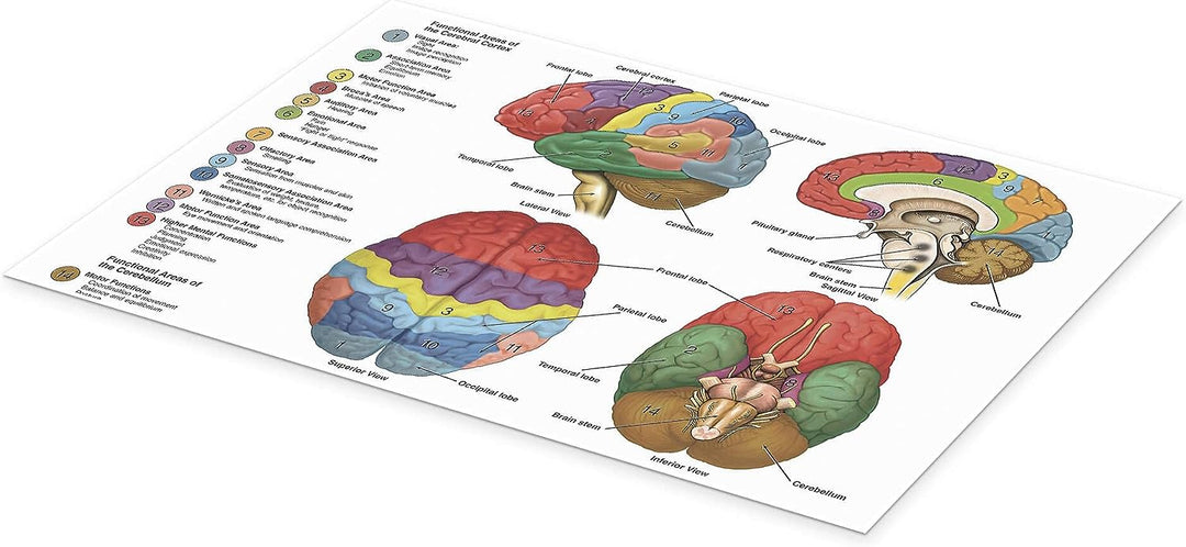 Das Gehirn aus vier Perspektiven (Englisch) Poster Wandbilder für jeden Raum 130 x 90 cm Anatomie Wa