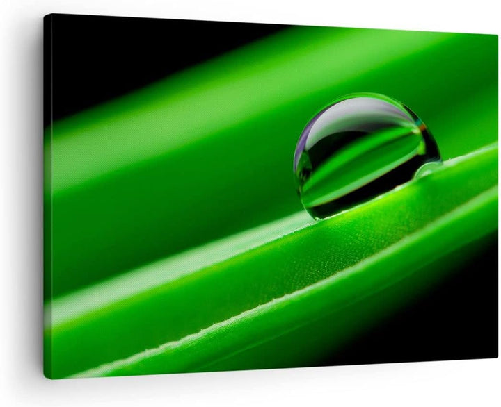 Bilder auf Leinwand Pflanze Tropfen Wasser Blase Leinwandbild 70x50cm Wandbilder Dekoration Wohnzimm