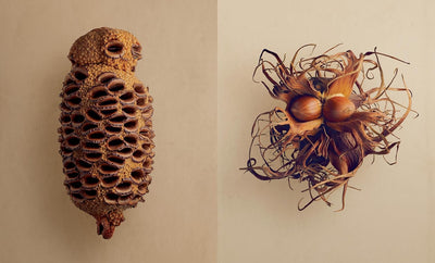 The Hidden Beauty of Seeds & Fruits: The Botanical Photography of Levon Biss, Gebundenes Buch