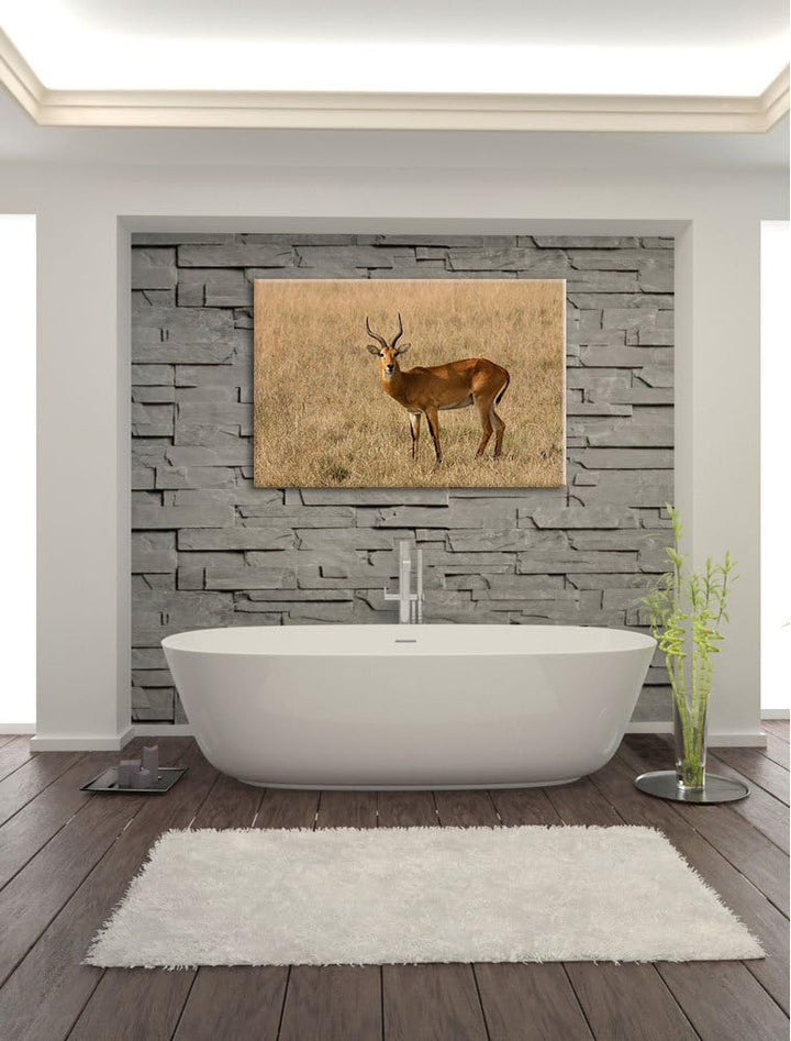 Dorkasgazelle im trockenen Gras Leinwand, XXL riesige Bilder fertig gerahmt mit Keilrahmen, Kunstdru