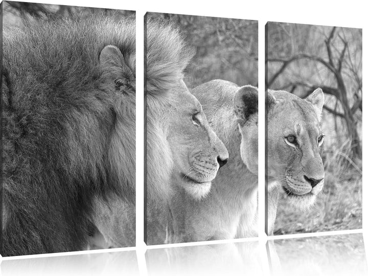 Pixxprint stolzes Löwenpaar Kunst B&W als Leinwandbild | Grösse: 3 Teilig (120x80) | Wandbild| Kunst