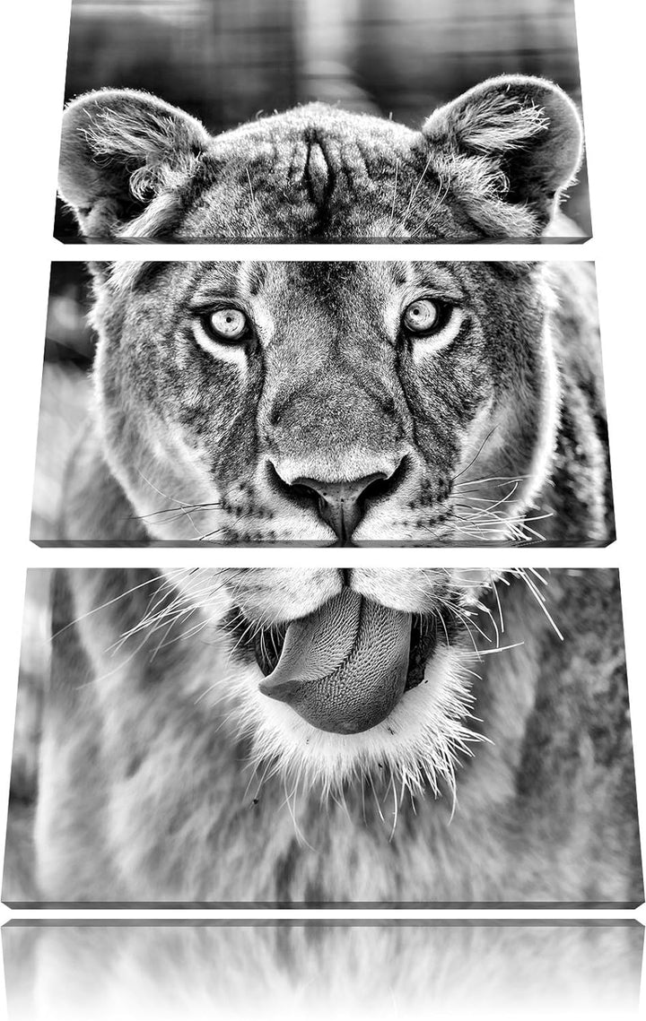 Pixxprint Monocrome, schöne Löwin 3-Teiler Leinwandbild 120x80 Bild auf Leinwand
