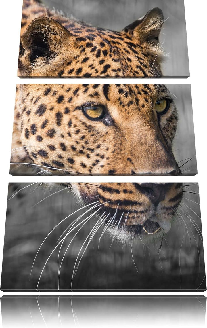 Pixxprint schleichender Leopard schwarz/weiss 3-Teiler Leinwandbild 120x80 Bild auf Leinwand