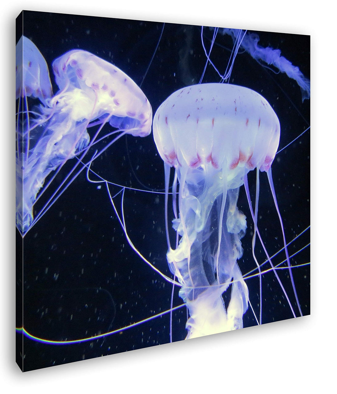 deyoli Elegante Meeresquallen Format: 60x60 als Leinwandbild, Motiv fertig gerahmt auf Echtholzrahme
