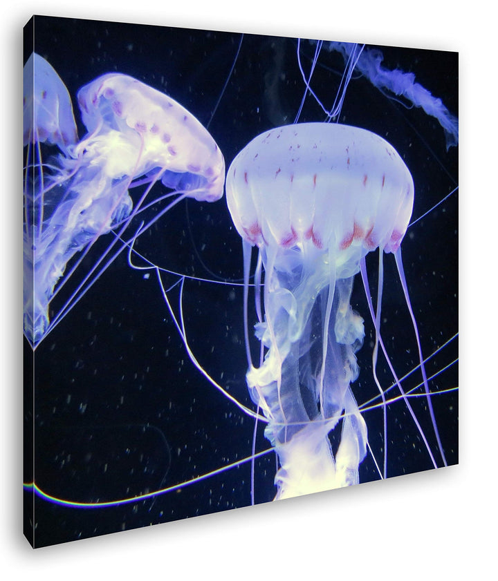 deyoli Elegante Meeresquallen Format: 60x60 als Leinwandbild, Motiv fertig gerahmt auf Echtholzrahme
