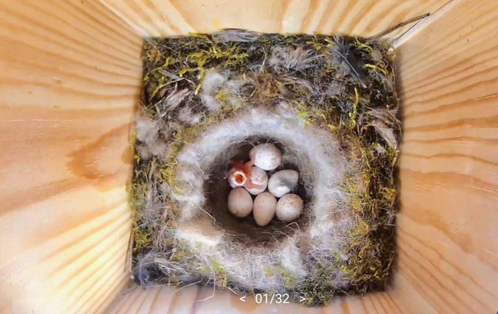 Hochwertiges Vogelhaus (Nistkasten) inklusive Kamera zum Vogel beobachten im Garten/Balkon mit WLAN