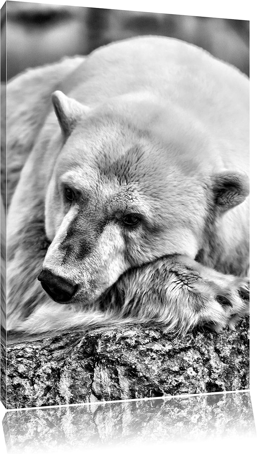 Pixxprint schlafender Eisbär / 100x70cm Leinwandbild bespannt auf Holzrahmen/Wandbild Kunstdruck Dek