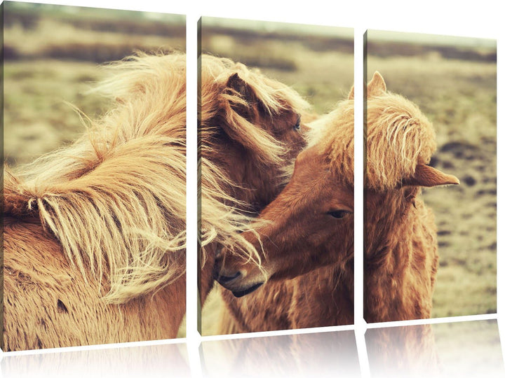 Pixxprint Islandpferde Pony als Leinwandbild | Grösse: 3 Teilig (120x80) | Wandbild| Kunstdruck | fe