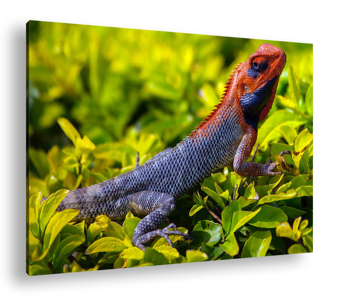deyoli farbige Schuppen eines Reptil Format: 120x80 als Leinwandbild, Motiv fertig gerahmt auf Echth