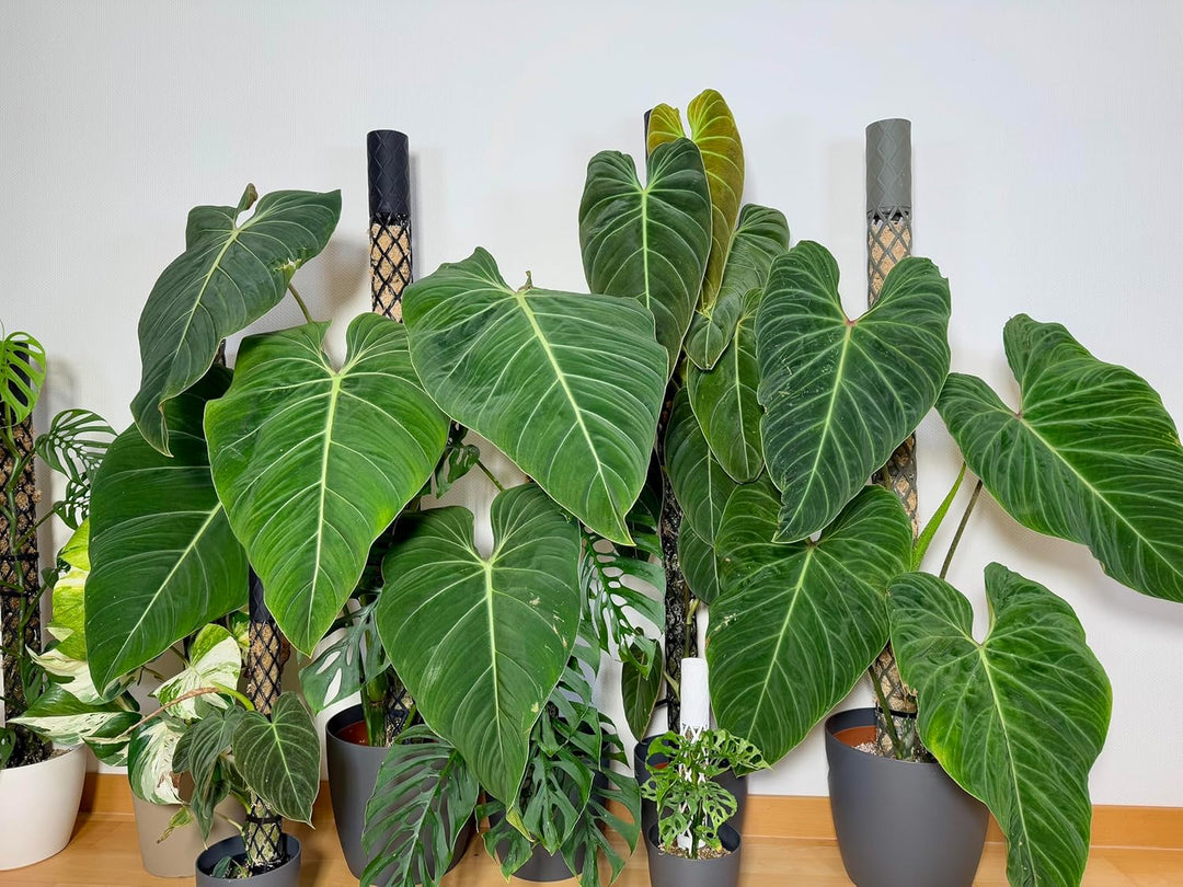PlantMe Moosstab Midi 70cm Komplettset (Grün-Grau, 70cm)