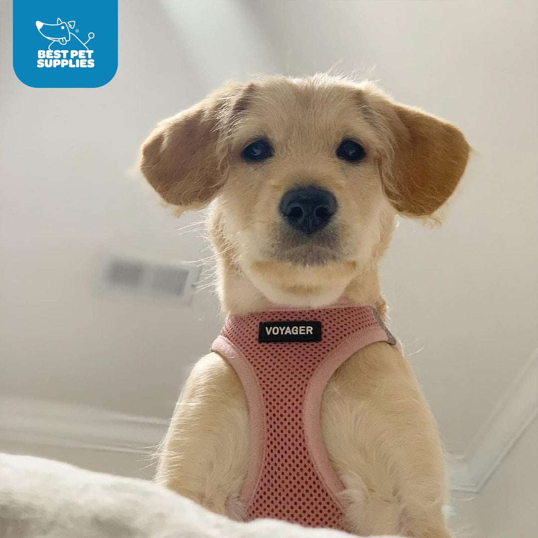Best Pet Supplies Voyager Step-In Air Hundegeschirr â€“ Allwetter-Netzgewebe für kleine und mittelgr
