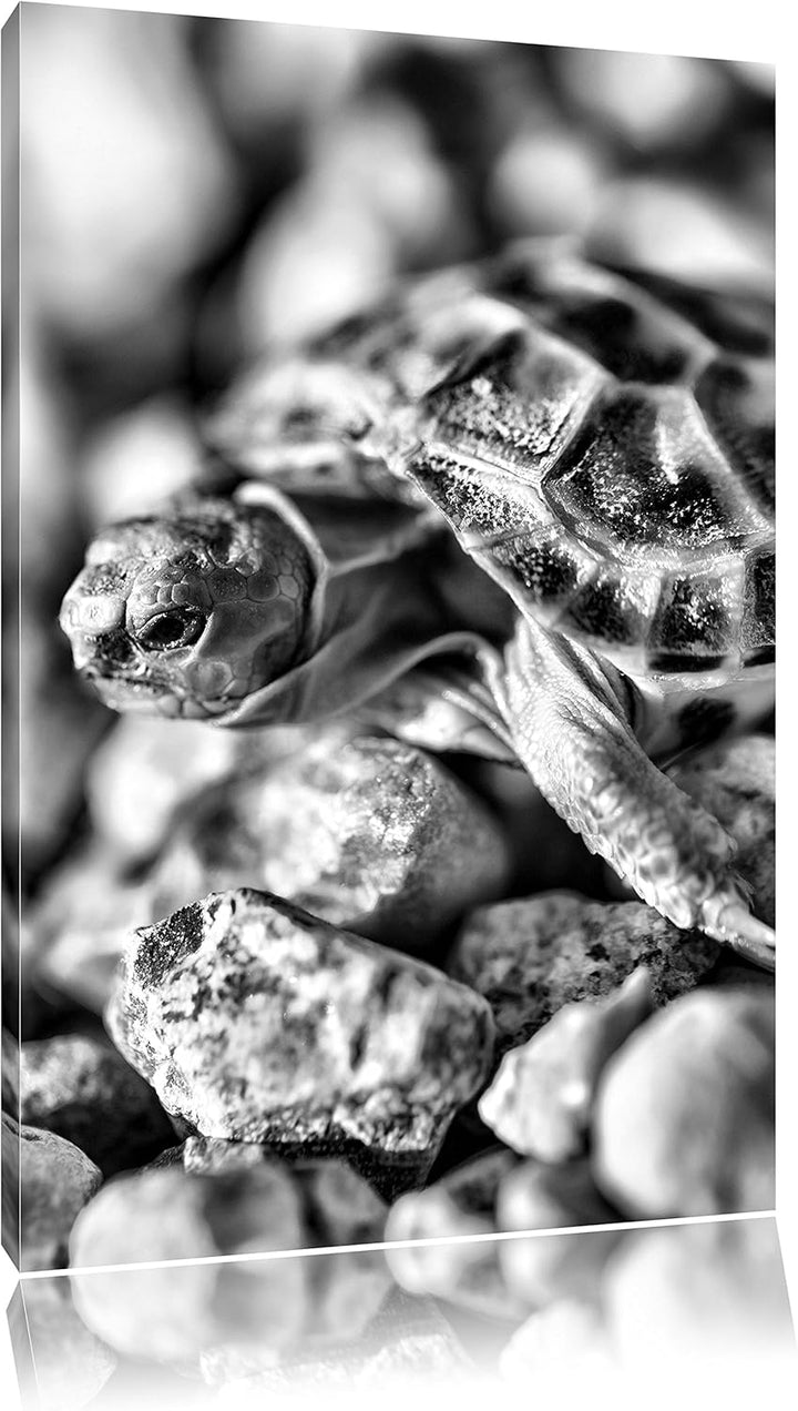 Pixxprint Kleine Schildkröte als Leinwandbild/Grösse: 100x70 cm/Wandbild/Kunstdruck/fertig bespannt,