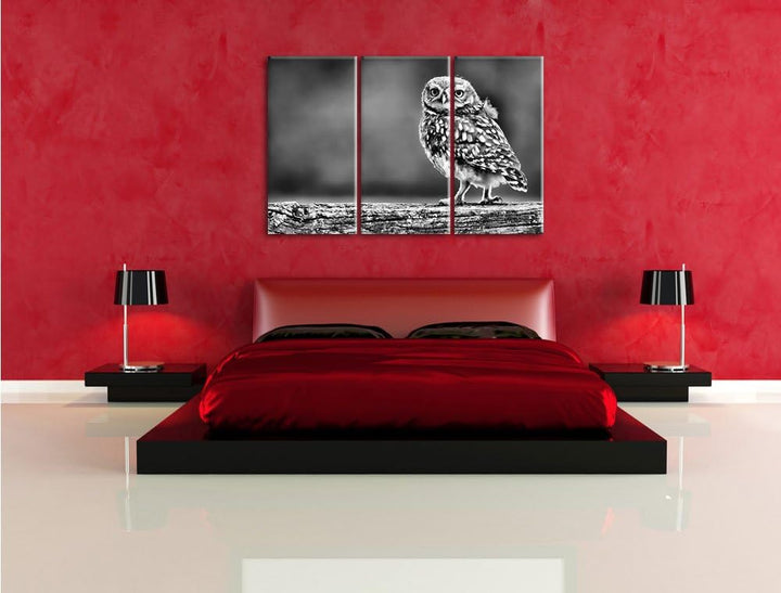 Pixxprint Kleine Eule auf Baum als Leinwandbild/Grösse: 3 Teilig (120x80) cm/Wandbild/Kunstdruck/fer