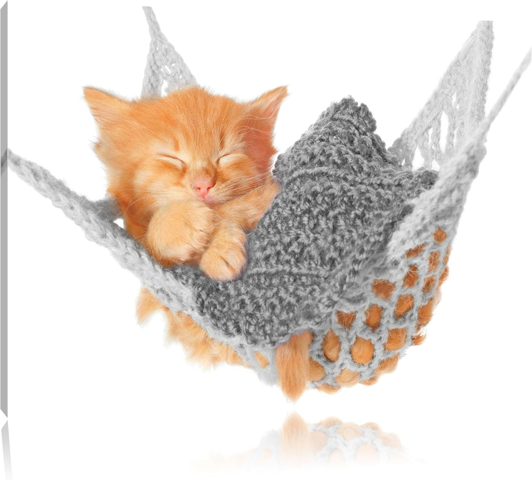 Pixxprint Katzenbaby in Hängematte als Leinwandbild/Grösse: 100x70 / Wandbild/Kunstdruck/fertig besp