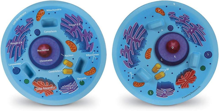 Learning Resources Tierzellenmodell in Querschnittansicht, Ab 7 Jahren, Fördert Verständnis biologis