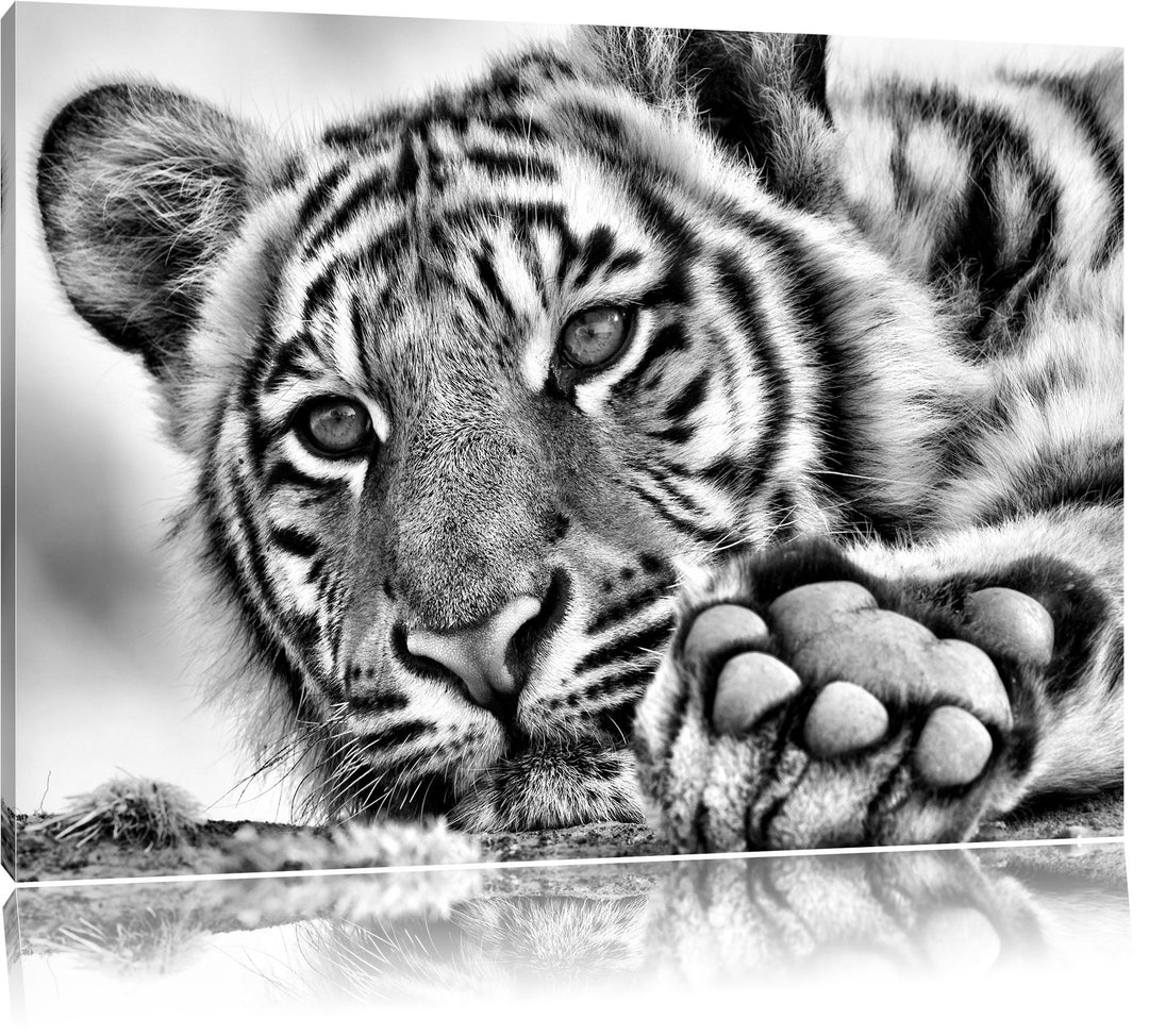 Monocrome, Tiger, Format: 100x70 auf Leinwand, XXL riesige Bilder fertig gerahmt mit Keilrahmen, Kun