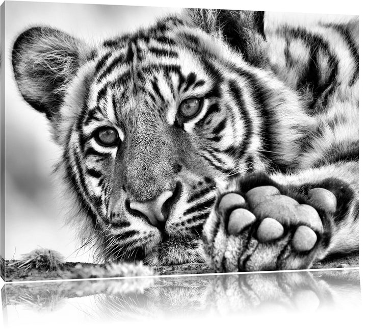 Monocrome, Tiger, Format: 100x70 auf Leinwand, XXL riesige Bilder fertig gerahmt mit Keilrahmen, Kun