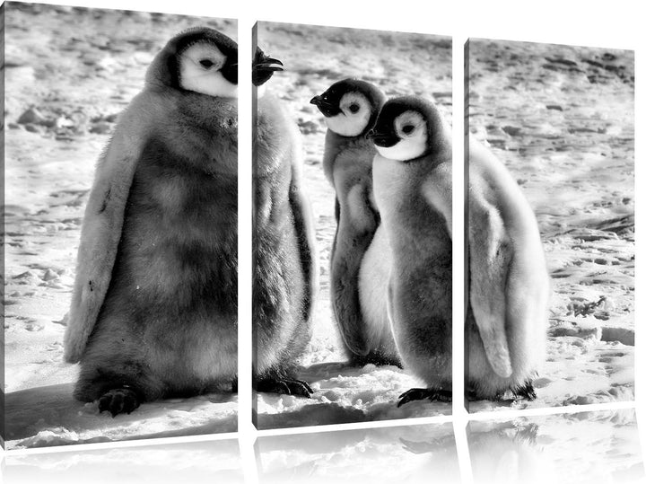 Pixxprint Monocrome, DREI Kaiserpinguinküken 3-Teiler Leinwandbild 120x80 Bild auf Leinwand