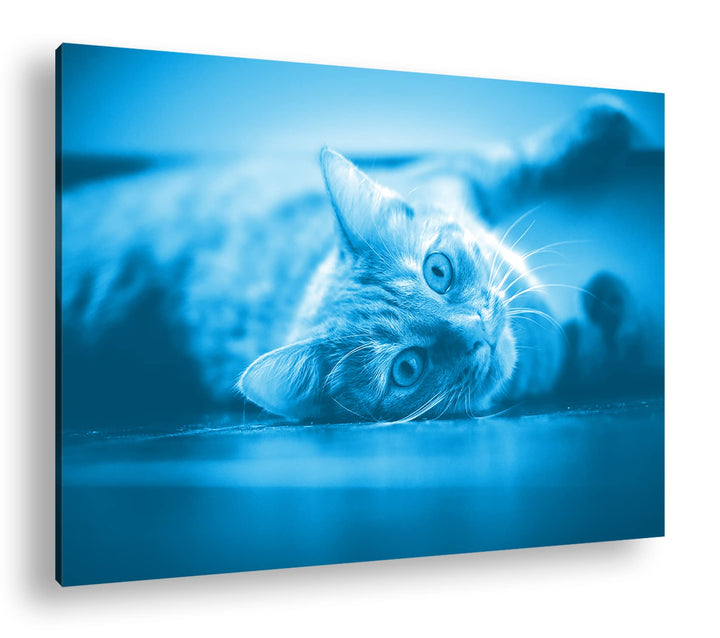 deyoli süsse verspielte Katze Format 120x80 Effekt: Monocrome Blau als Leinwandbild, Motiv fertig ge