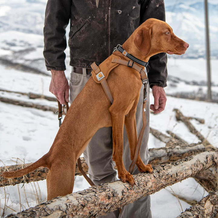 Carhartt Nylon-Ente, kein Ziehen, voll verstellbares Hundegeschirr mit schnell kontrollierbarem Grif