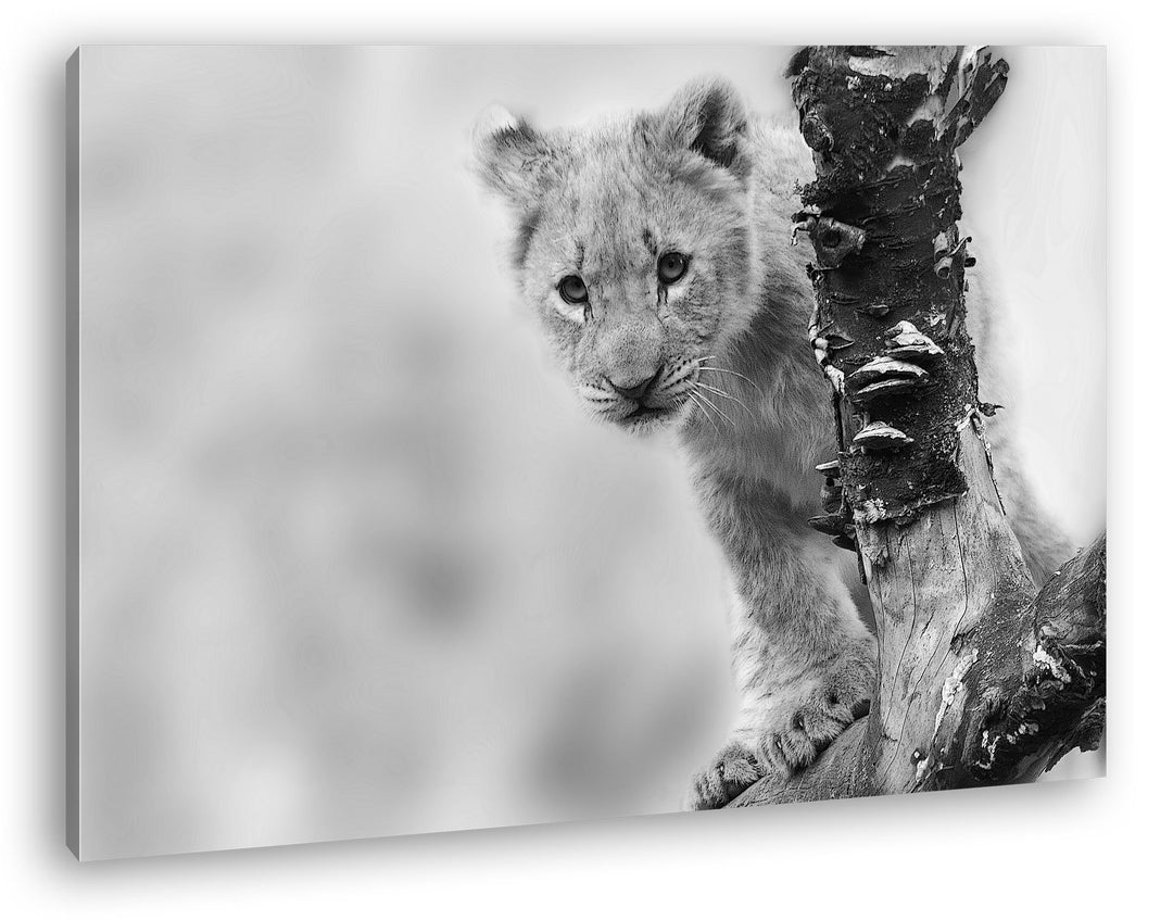niedliches Löwenbaby in der Natur Effekt: Schwarz/Weiss im Format: 80x60 als Leinwandbild, Motiv fer