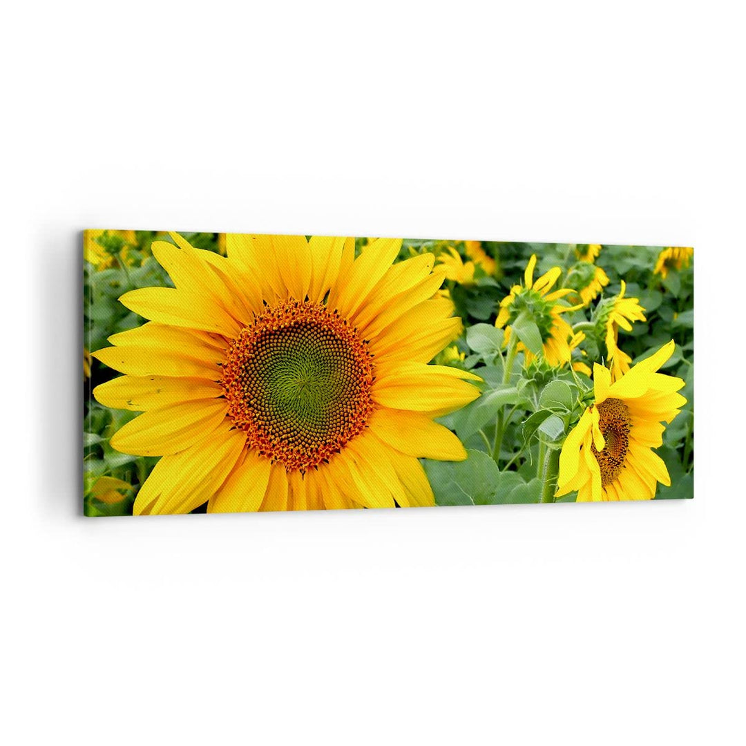 Wandbilder Dekoration Wohnzimmer Wolken Sonnenblumen Plantagen Panorama Bilder auf Leinwand 120x50cm