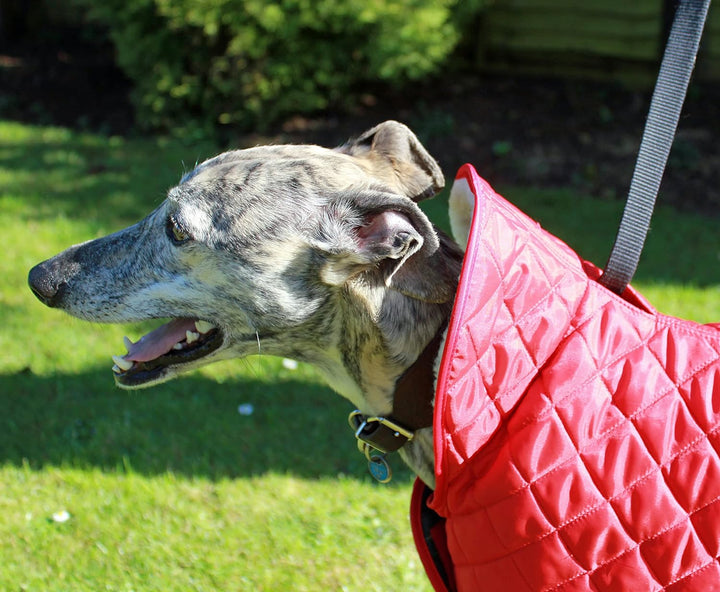 Cosipet Windhund Anorak Hundemantel, Nylon, 51 cm, Rot rot 51 cm (20 Zoll), rot 51 cm (20 Zoll)