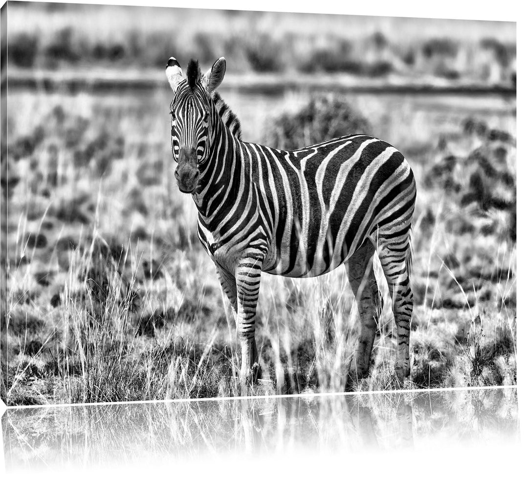 Pixxprint Zebra im Wildgras / 100x70cm Leinwandbild bespannt auf Holzrahmen/Wandbild Kunstdruck Deko