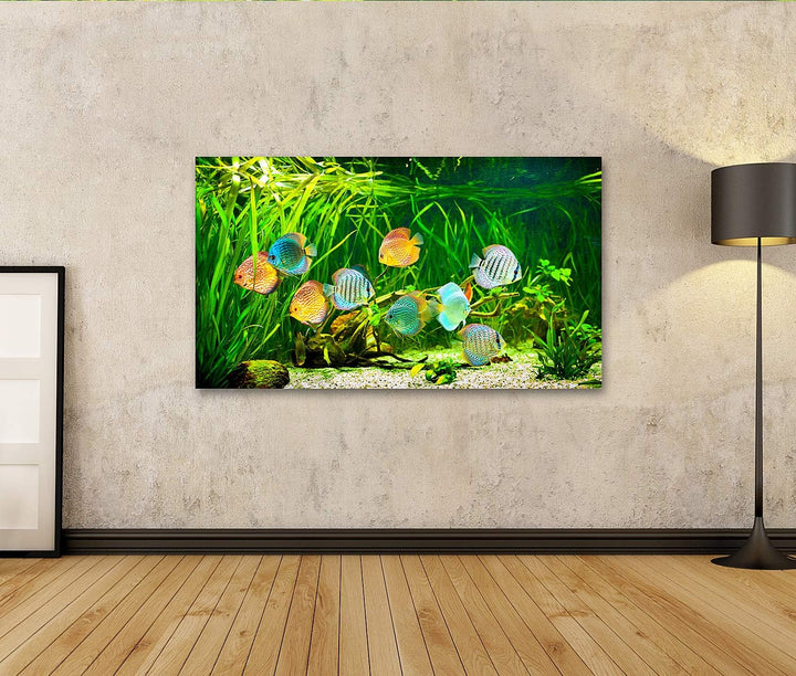 islandburner Bild auf Leinwand Symphysodon Diskus In Einem Aquarium Auf Einem Grünen Hintergrund Bil