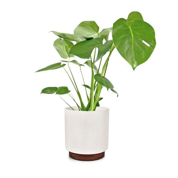 Fox&Fern Übertopf M mit Holzsockel - Blumentopf Gross inkl. Wasserabfluss - Blumentopf hoch 28cm - Ü