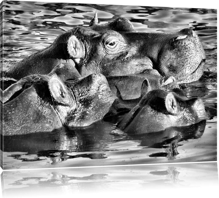 Pixxprint schwimmende Flusspferdfamilie als Leinwandbild/Grösse: 100x70 / Wandbild/Kunstdruck/fertig
