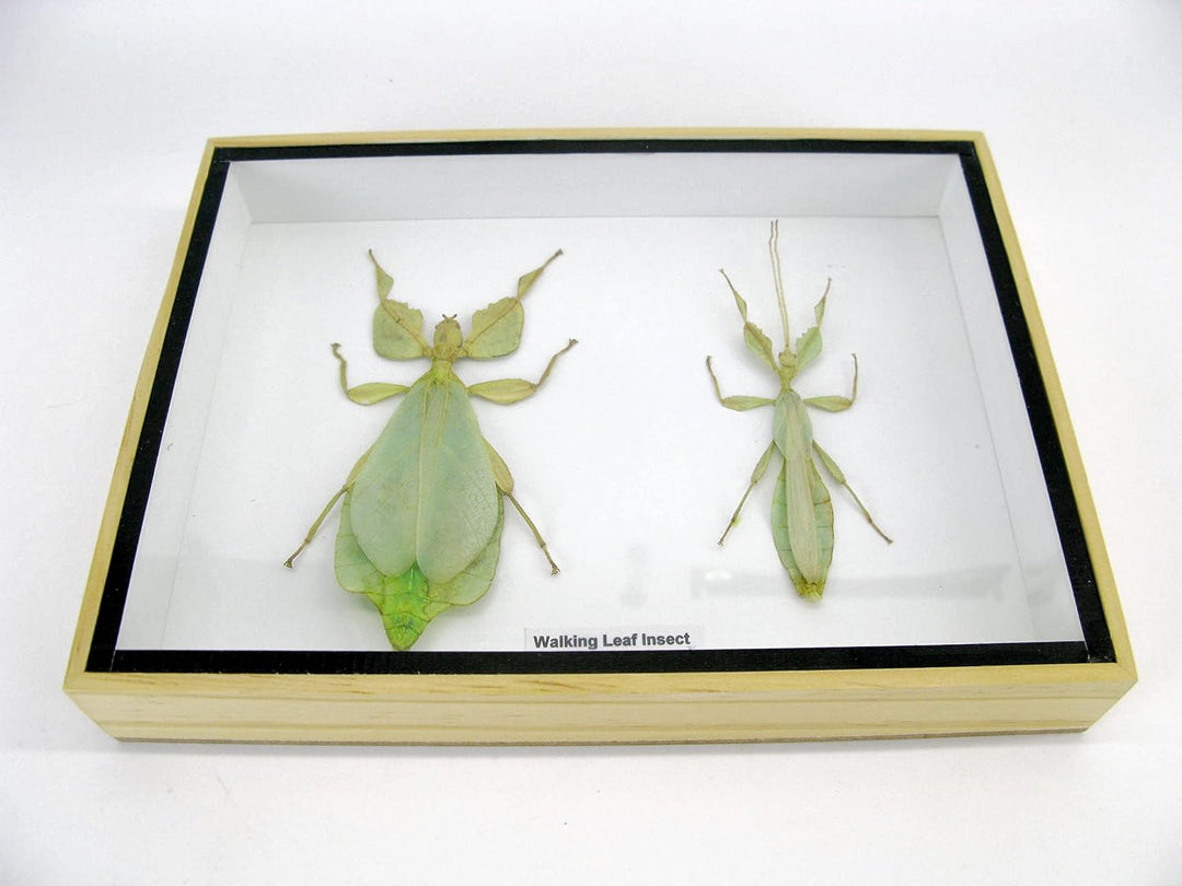 Echte präparierte und riesige Insekten, Cicaden und Krabbler im Schaukasten aus Holz hinter Glas (2