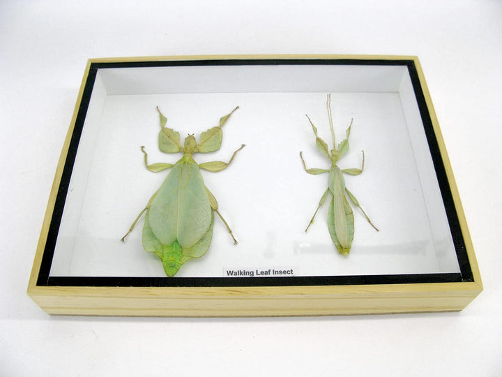 Echte präparierte und riesige Insekten, Cicaden und Krabbler im Schaukasten aus Holz hinter Glas (2