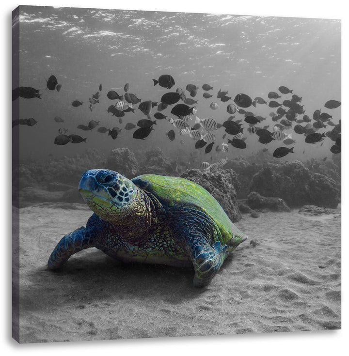 Pixxprint Schildkröte im Ozean schwarz/weiss, Format: 70x70 auf Leinwand, 70x70