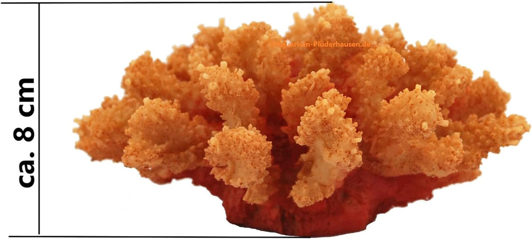 Steinkoralle,15 x14 x8 cm, SPS, Aquarium Meerwasser Korallen, Blumenkohl orange