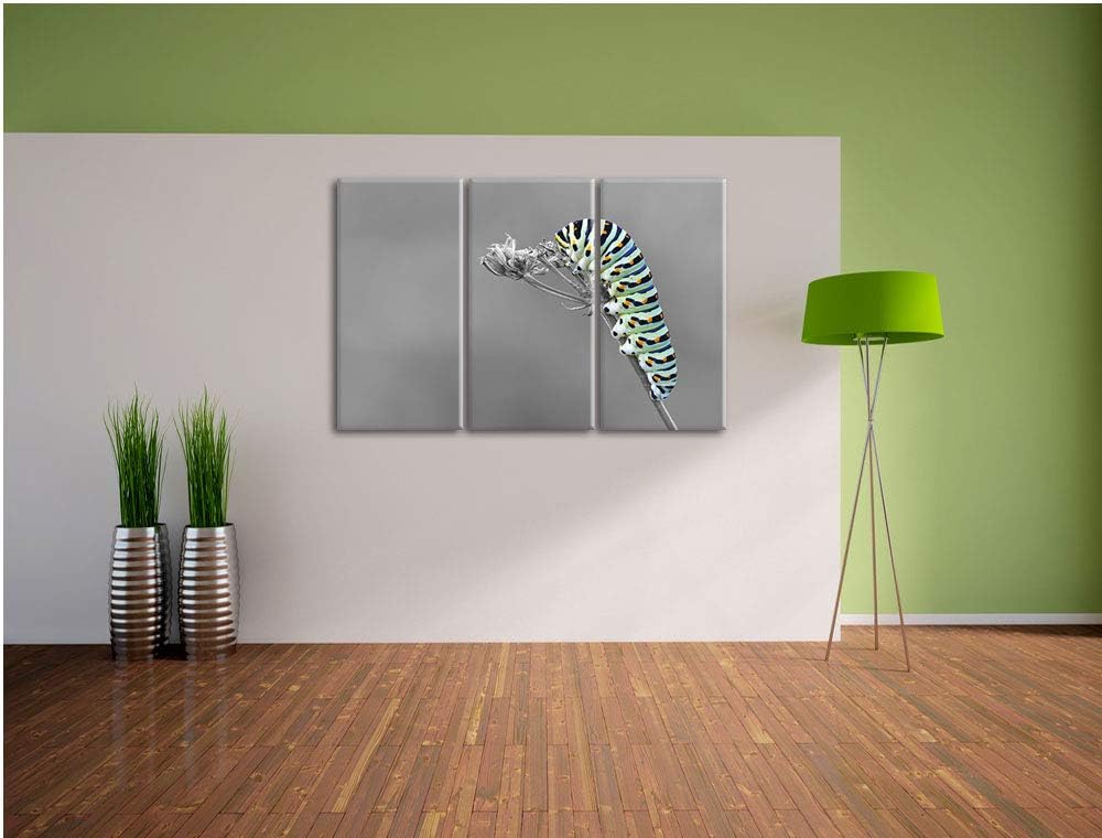 Grüne Raupe auf Ast Insekten Urwald Tiere schwarz/weiss 3-Teiler Leinwandbild 120x80 Bild auf Leinwa