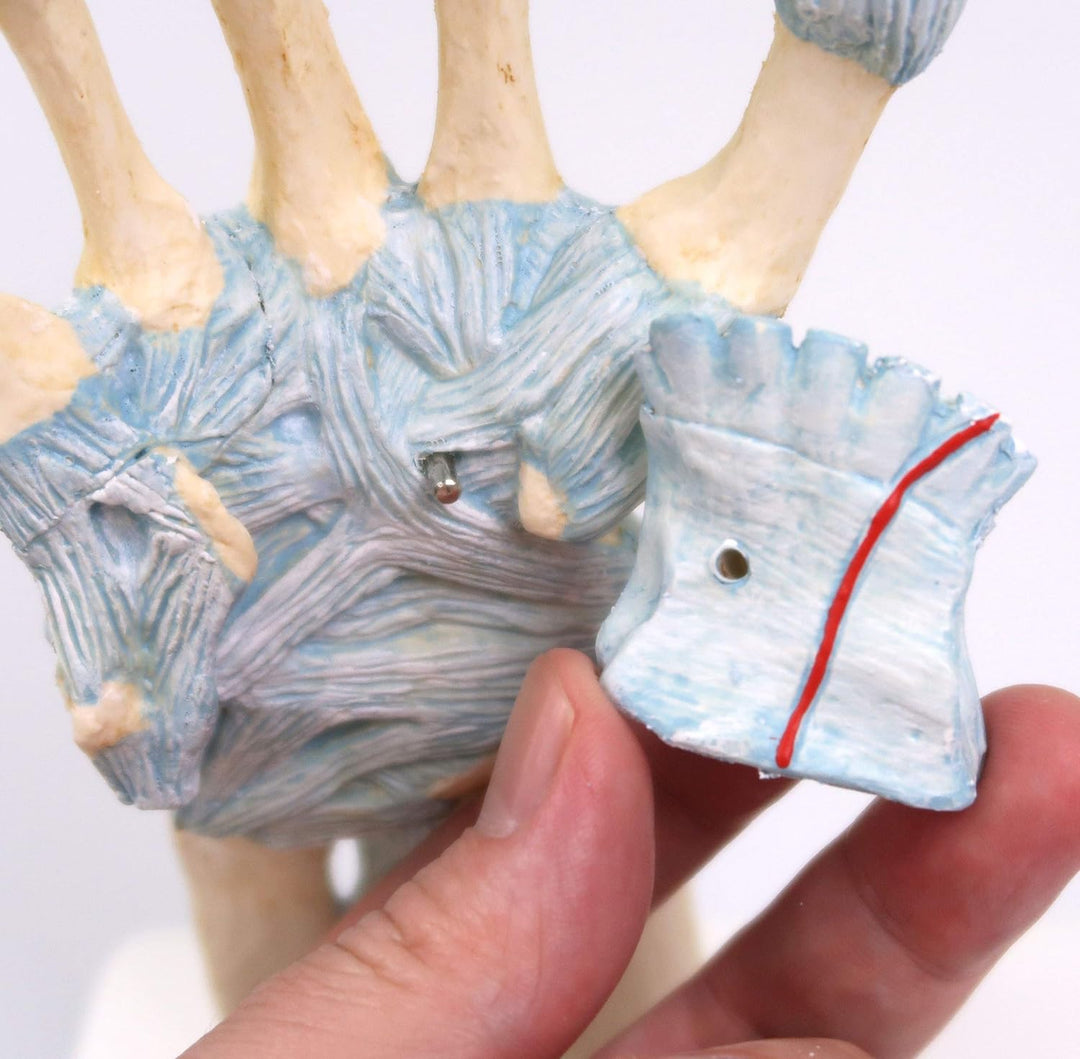 3B Scientific Menschliche Anatomie - Modell des Handskeletts mit Bändern und Karpaltunnel + kostenlo
