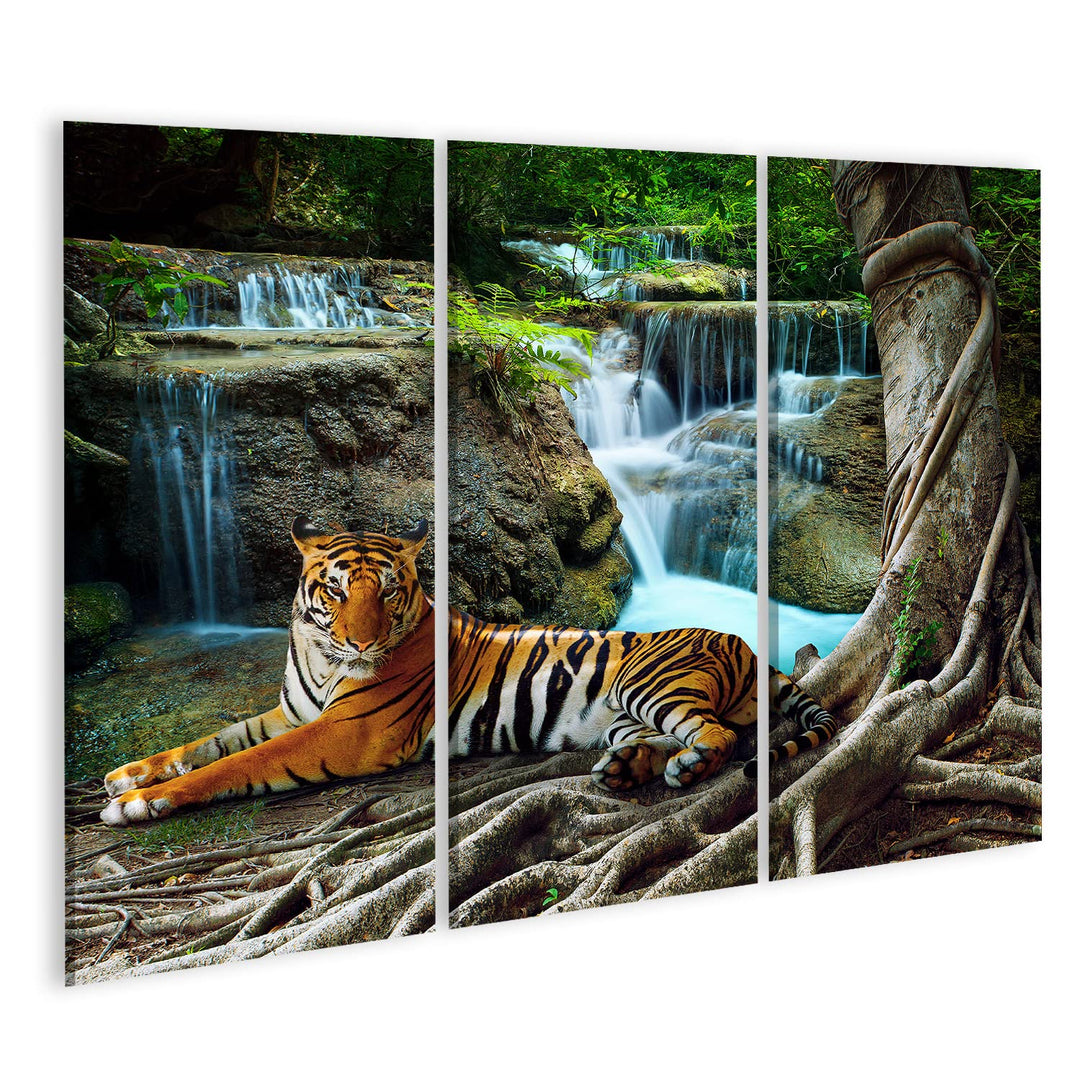 islandburner Bild auf Leinwand Indochina Tiger Raubkatze Panthera Tigris corbetti Wandbild Poster Ku