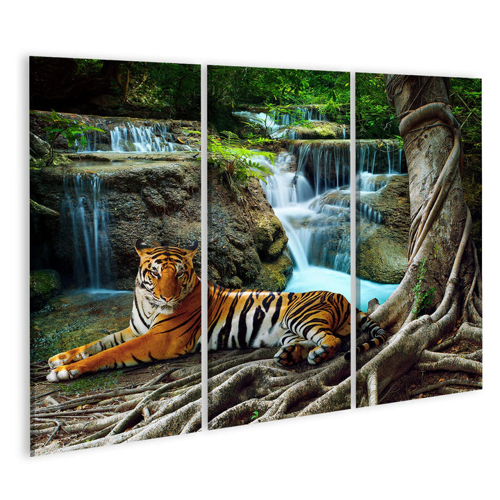 islandburner Bild auf Leinwand Indochina Tiger Raubkatze Panthera Tigris corbetti Wandbild Poster Ku